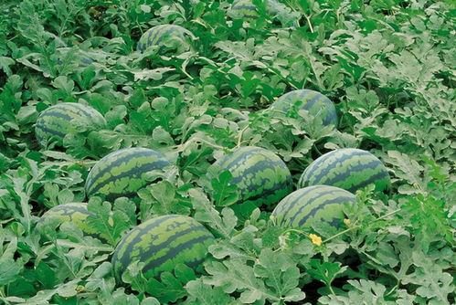 吃瓜八卦网红名字大全集