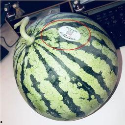 离石网红吃瓜,揭秘网络热点背后的故事