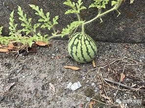 网友拍到网红吃瓜怎么办,网友热议不断