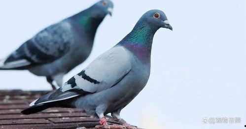 网红吃瓜鸽子图片,是美食还是恶搞？