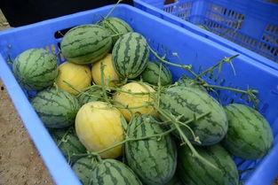 武都网红吃瓜群微信号是什么,武都网红吃瓜群微信号背后的神秘世界