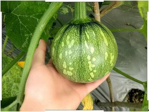 上海517吃瓜官网,美食探店新潮流