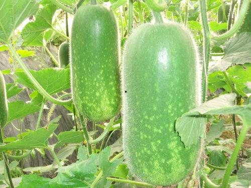 被打网红吃瓜,吃瓜群众围观真相揭晓