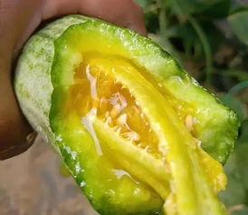 各种网红的瓜去哪吃,跟随网红脚步，探寻美食天堂