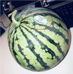 西宁网红吃瓜,一场美食与话题的盛宴