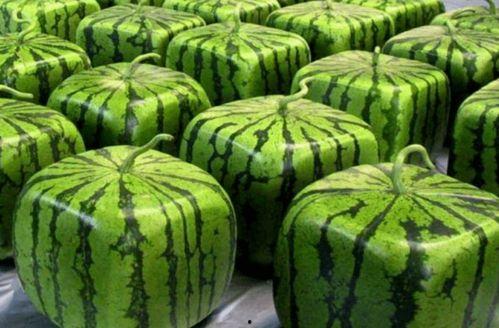 中国网友吃瓜网,揭秘娱乐圈幕后故事，带你领略网络舆论风云