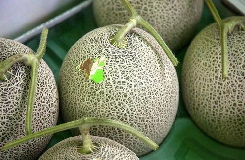 吃网红水果瓜,甜蜜诱惑，健康生活新选择