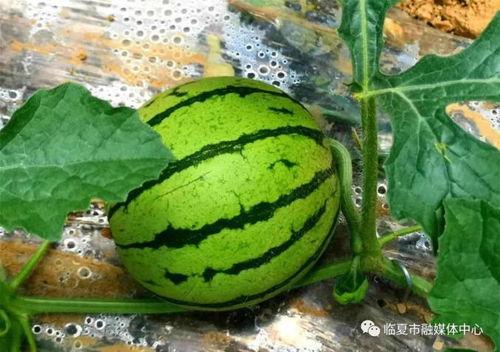 临夏网红吃瓜事件,揭秘网络舆论背后的真相与争议