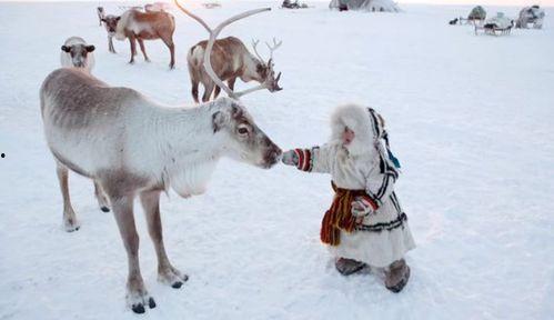 网红驯鹿吃瓜图片,萌态十足引网友热议