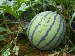 吃瓜网多少钱一斤