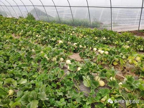 苏州吃瓜大赛官网入口