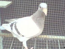 灰鸽子吃瓜网,揭秘网络世界中的神秘“吃瓜”现象