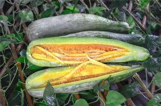 靖边网红吃瓜是谁啊,揭秘背后真相与争议