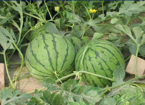 大连网红吃瓜事件,揭秘网络舆论的风暴与真相