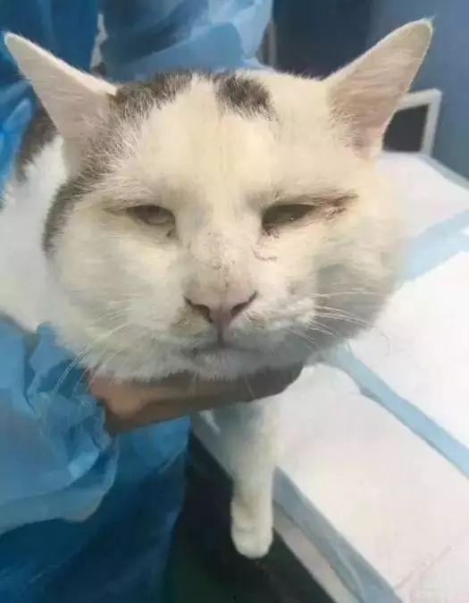 网红猫吃贝贝瓜视频大全,贝贝瓜视频大全萌翻网友